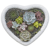 Pots de plantes succulentes en ciment en forme de cœur pour la décoration intérieure, pots de plantes d'intérieur pour la maison et le jardin