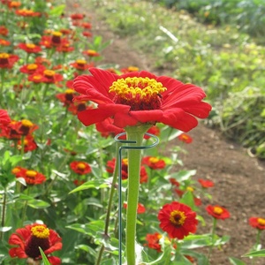 Tesisi destek Stakes Metal Stakes desteği saksı bitkileri veya bahçe bitkileri kafes orkide ayçiçeği şakayık gül zambak domates - Product Image 5