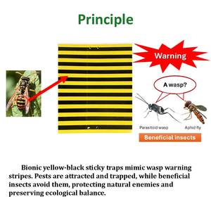 Pièges collants bioniques en gros pour <span class=keywords><strong>insectes</strong></span> avec technologie d'effet de bord amélioré pour grandes surfaces et serres commerciales - Product Image 4