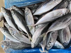 X25632 Seafrozen Fabriek Horsmakreel Vis Voor Verkoop Fabrikant Prijs Horsmakreel 80-130G - Product Image 2