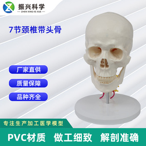Modèle de 7 vertèbres cervicales avec crâne, modèle de crâne humain, modèle pédagogique orthopédique - Product Image 5