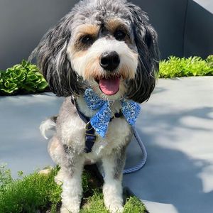 Arnés de neopreno transpirable ligero para perros, correas ajustables, arnés de lona para mascotas para paseos sin estrés, cómodo y elegante - Product Image 5