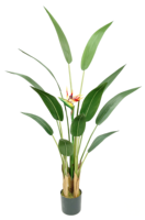 Pohon Burung Cendrawasih Berbunga dalam Pot Plastik Dypsis Lutescens Tinggi 100-200cm Tetap Berbunga Sepanjang Tahun