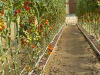 Systèmes de culture hydroponique en serre commerciale avec canaux de substrat pour fraises, tomates, poivrons, concombres