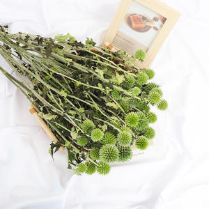 <span class=keywords><strong>Echinops</strong></span> Secos y Conservados al por Mayor para Decoración de Ramos de Flores, Cardos de Globo Secos - Product Image 3