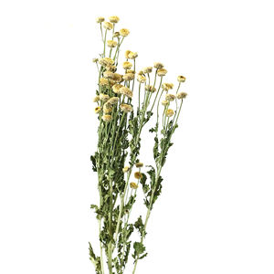 Ramo de Flores Secas de Margarita Pequeña, Decoración de Salón, Crisantemo Silvestre, Flor Seca, Adorno Fresco Pequeño - Product Image 3