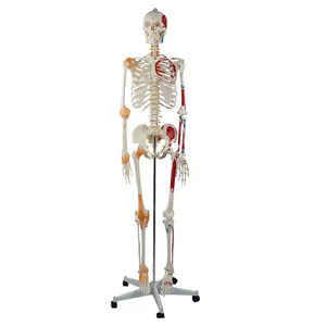 Modèle de <span class=keywords><strong>squelette</strong></span> <span class=keywords><strong>musculaire</strong></span> <span class=keywords><strong>humain</strong></span> Offre Spéciale avec des muscles peints d'un côté de PVC 170cm - Product Image 4