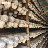 Vente en gros de champignons comestibles de qualité supérieure, champignons Lion's Mane frais et naturels