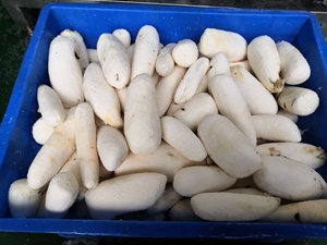 Trong Kho Điện Thép Không Gỉ Tắn Manioc Mandioca Sắn Peeler Vắt Tay Slicer Cắt Tmẻ Lưới Máy - Product Image 4