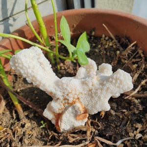 Factory Wholesale Price Promotion High Grade Coral Stone Flower Carving DIY Healing <b>Crystal</b> <b>Ornament</b> Feng Shui Gift - Product Image 2