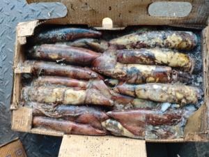 Calamar du Pacifique Sud Congelé 100-300g, Pêché en Haute Mer, Entier, Rond, Congelé, Norme d'Exportation - Product Image 3