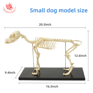 Modelo de <span class=keywords><strong>Esqueleto</strong></span> de Perro Pequeño, Modelo Anatómico de <span class=keywords><strong>Esqueleto</strong></span> Animal, Modelo Anatómico Médico de <span class=keywords><strong>Esqueleto</strong></span> <span class=keywords><strong>Canino</strong></span> - Product Image 5