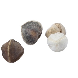 Semi di <span class=keywords><strong>albero</strong></span> di bacchette di semi di rafano essiccati grezzi interi puliti di alta qualità - Product Image 2