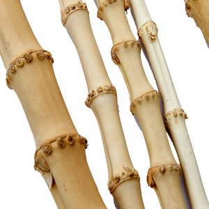Bastones <span class=keywords><strong>de</strong></span> raíz <span class=keywords><strong>de</strong></span> <span class=keywords><strong>bambú</strong></span> rectos Whangee para bastón y asas <span class=keywords><strong>de</strong></span> bolsa Materias primas naturales - Product Image 4