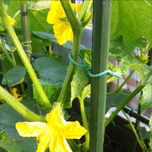 Wholesale Foaming linefor <b>Tomatoes</b> Vines Fruit Trees <b>Greenhouse</b> Nursery Organic Farms USA Warehouse - Product Image 4