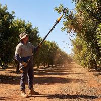 36V Draadloze Elektrische Olijfschudder Telescopische Steel Fruitplukker Op Batterijen Werkende Trilboomenschudder voor Noten