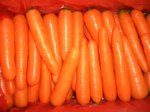 Chinese Supplier Fresh New Season Vegetable Carrot China Carrots Wholesale Fresh Price In China For Sale