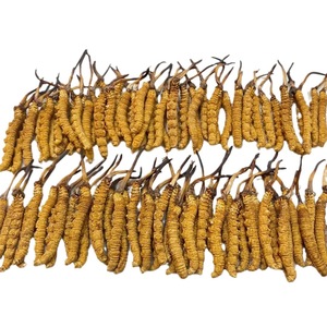1g 2 pezzi Tibet 5A Cordyceps Sinensis erba selvatica preziosa biologica per la tintura estratto di Capsule intero autentico Dong Chong Xia Cao - Product Image 1