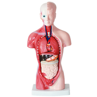 Modelo de anatomía corporal anatómica humana de 85cm de ciencia médica a la venta