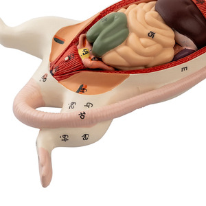 Modèle d'anatomie de rat, structure interne de souris blanche, biologie, <span class=keywords><strong>sciences</strong></span> médicales, enseignement, élevage expérimental - Product Image 6