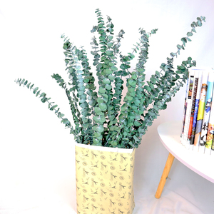 Foglie di eucalipto essiccate steli ramo conservato fiori secchi freschi piante eucalipto conservato per la composizione di fiori secchi - Product Image 1