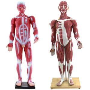 Modèle de muscle humain Qinghua 85 cm, modèle biomédical d'enseignement de la morphologie et de la structure musculaire du corps entier - Product Image 1