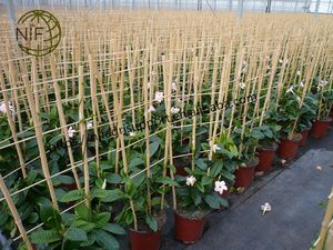 <span class=keywords><strong>NIF</strong></span> Nueva llegada último diseño escalera orquídea enrejado bambú enrejado interior - Product Image 2