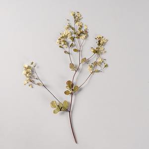 Tang Song Buds Avec Branches Vraie Fleur Fleur Séchée Matériel Paquet Ins Net Rouge Beauté Visage Décoration Fleur Pressée - Product Image 5