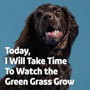 مكمل غذائي عضوي للكلاب بنكهة الدجاج لحماية العشب الطبيعي - قطع طرية للعناية بالعشب ودعم الجهاز الهضمي ومكافحة البراغيث - Product Image 5