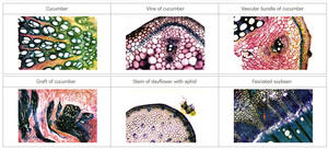 เครื่องมือไมโครโทมสำหรับตัดชิ้นเนื้อพืชแบบตั้งโต๊ะ ทำจากสแตนเลสเคลือบเรซิน ขนาด 200x385x230 มม. สำหรับงานทางการแพทย์และเคมี - Product Image 3