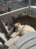 Filet de sécurité pour chat en nylon avec crochets et chevilles anti-chute, maille de 25 mm, durable 3-5 ans, pour balcon, fenêtre, escalier