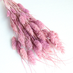 Venta al por mayor de alta calidad flor preservada piedras preciosas hierba seca <span class=keywords><strong>Phalaris</strong></span> para decoración del hogar DIY boda - Product Image 1