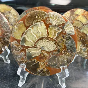 Natural Resin Wrapping Ammonite Slice Fossil Plate healing stone for Home Decoration