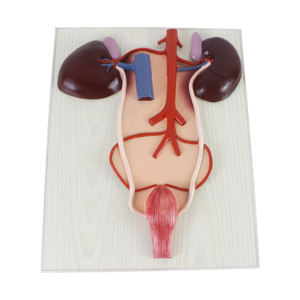 Ciencia médica 2 partes animal caballo riñón y sistema urinario modelo anatómico - Product Image 1