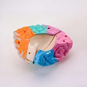 Modèle d'anatomie du cerveau humain - Pièces démontables et codées par couleur pour l'enseignement de <span class=keywords><strong>la</strong></span> <span class=keywords><strong>neurosciences</strong></span> - Product Image 5