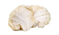 Lion Mane ekstrak Jamur Polysaccharide 50% bubuk massal