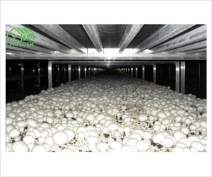 CHOYUEH Système de support de table de culture hydroponique pour l'herbe fourragère et les champignons - Product Image 1