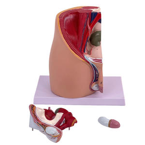 Modelo Anatómico del Sistema Urinario y Reproductor Masculino, Maniquí Humano de PVC Avanzado con Tacto Realista para Ciencias Médicas - Product Image 6