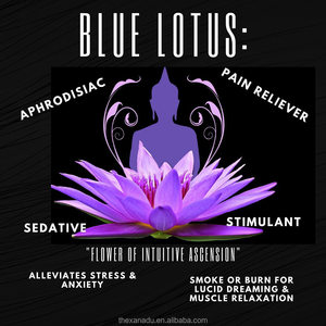 Flores de Loto Azul Secas Sueltas para Té Herbal Xanadu <span class=keywords><strong>Lucid</strong></span> <span class=keywords><strong>Dreaming</strong></span>, Venta al por Mayor, Suministro Directo de Jardín Propio, Cosecha Sostenible - Product Image 3