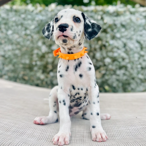 Collar personalizado con tachuelas antimordeduras para mascotas, juego de collar de perro de PVC de silicona con correas impermeables con remache para Pit Bull - Product Image 6