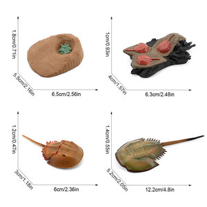 Modèles réalistes en PVC de cycles de vie des animaux pour jouets figurines d'animaux tels que le moustique, le canard, le crabe à fer à cheval et le pterosaure - Nouveauté transfrontalière - Product Image 6