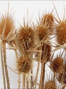 Vente d'usine Branches d'<span class=keywords><strong>Eryngium</strong></span> <span class=keywords><strong>Foetidum</strong></span> largement utilisées fleurs séchées conservées chardon conservé Eryngo - Product Image 2