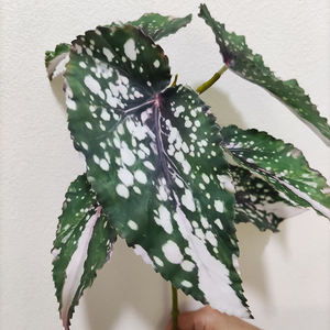 Vente en gros de feuilles artificielles en soie avec revêtement Real Touch Feuilles artificielles de bégonia pour la <span class=keywords><strong>d</strong></span>écoration murale de maison <span class=keywords><strong>jardin</strong></span> mariage - Product Image 6