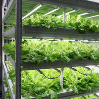 Usine de culture intérieure de plantes à feuilles vertes, durable, multicouche, facile à utiliser, avec service personnalisé, grande capacité, garantie 1 an, 400 kg