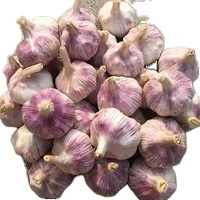 <span class=keywords><strong>Ajo</strong></span> blanco puro, <span class=keywords><strong>morado</strong></span> normal, rojo fresco de Garlic World-a precios de mercado mayorista - Product Image 2