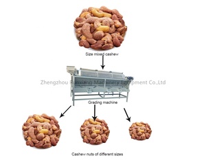 เครื่องคัดแยกเมล็ดแมคคาเดเมีย เครื่องปอกเปลือกเมล็ดแมคคาเดเมีย เครื่องรีดเมล็ดแมคคาเดเมีย - Product Image 2