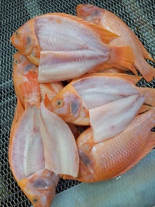Tilapia <span class=keywords><strong>roja</strong></span> congelada de alta calidad de primera calidad redonda - Product Image 4