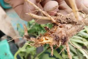 Fertilizante de base para agricultura agrícola, <span class=keywords><strong>biocontrol</strong></span> para plantas, promueve el enraizamiento de plantas de cultivo - Product Image 3