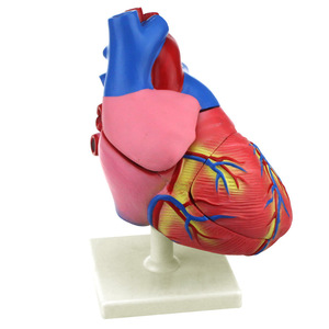 Modèle de cœur, anatomie humaine, démonstration pédagogique médicale, biologie des organes, outil pédagogique médical - Product Image 1