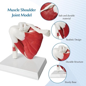PVC plastik sendi bahu Model struktur kerangka otot ligamen termasuk struktur bahu tulang selangka Humerus skapula - Product Image 4